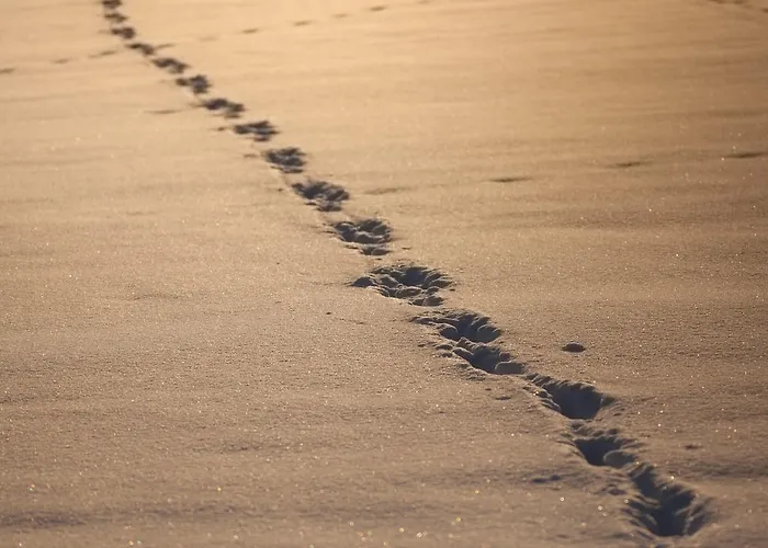 弗瑞恩沃农艮马茨内尔公寓 公寓 *